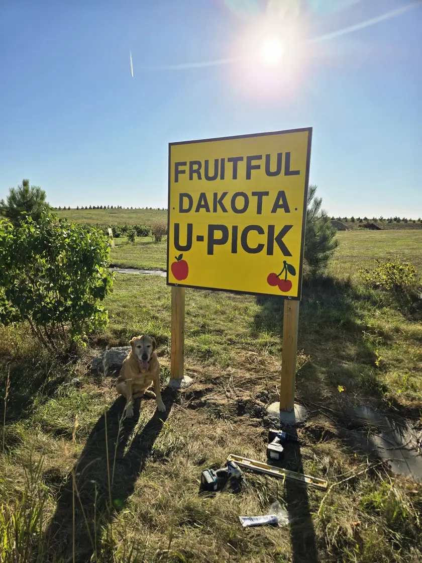 The bright yellow Fruitful Dakota U-Pick sign by the fruit rows, with the farm's yellow Lab sitting in the grass beside it