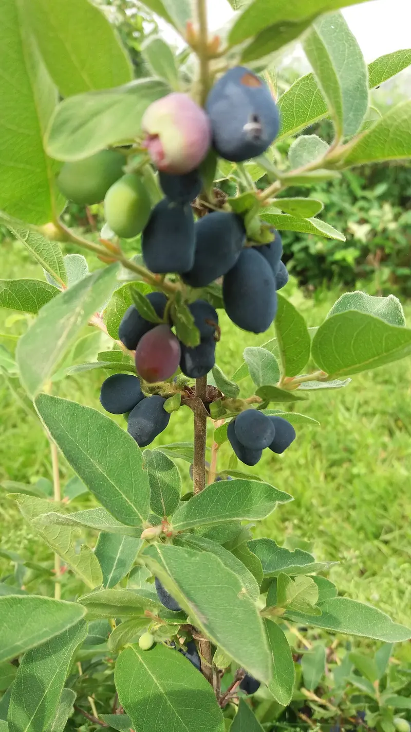 Clusters of oblong, dusty-blue haskap berries hanging from a leafy bush, with a few still ripening