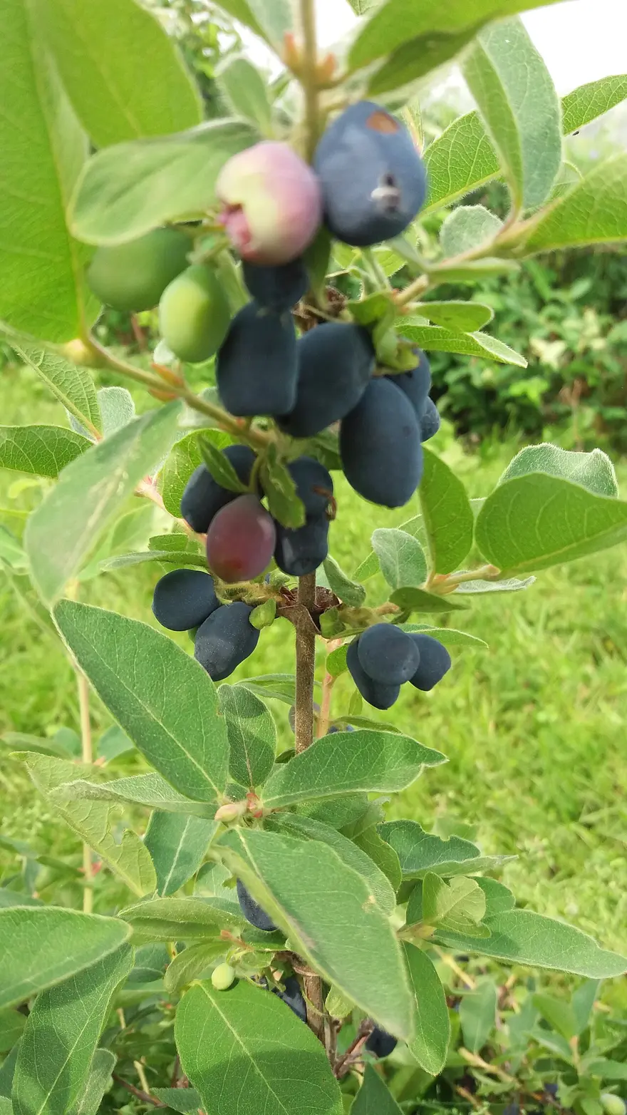 Clusters of oblong, dusty-blue haskap berries hanging from a leafy bush, with a few still ripening